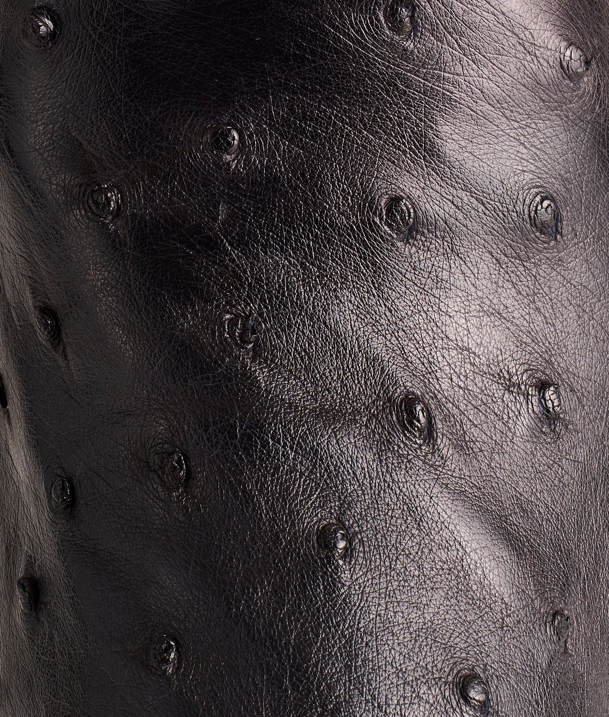 Josephine Horseman :: Antique Black 8