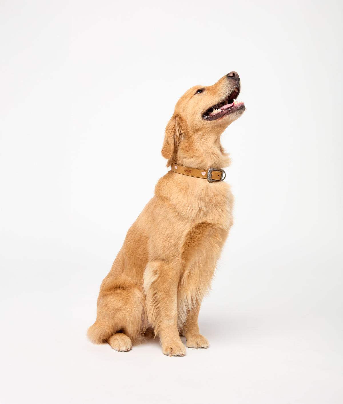 Dog Collar :: Tan 2