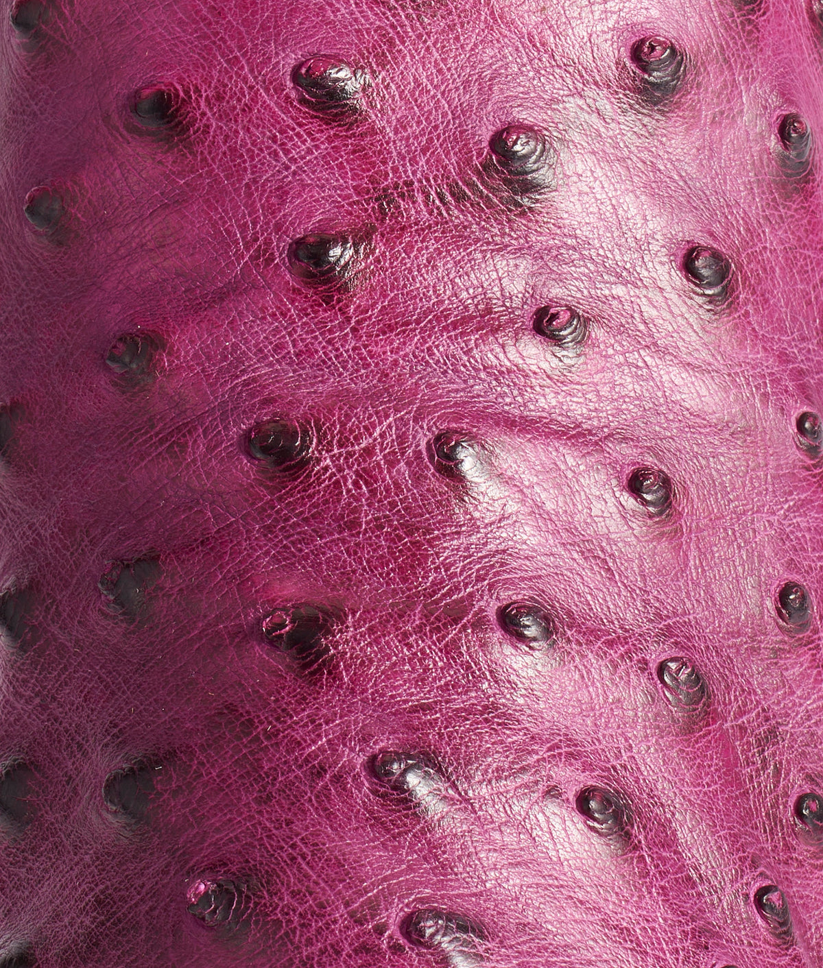 Dolly :: Plum 8